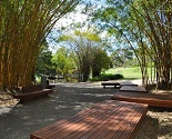 Brisbane City Botanic Gardens Bamboo Grove