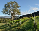 Sarabah Estate Vineyard and Winery Gold Coast Lamington National Park