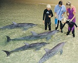 Tangalooma Island Resort Dolphin Feeding