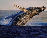 Things to do in Brisbane - Whale Watching