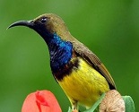 flecker-cairns-botanic-gardens-bird-wildlife