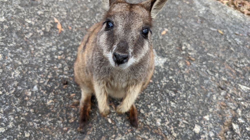 Rock wallaby at Granite Gorge Nature Park near Mareeba