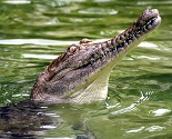 Lone Pine Koala Sanctuary Brisbane - Crocodile