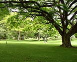 Brisbane City Botanic Gardens Grass Areas