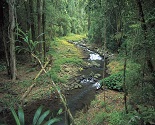 Lamington National Park Gold Coast Hinterland 