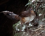 Tamborine Mountain National Park Wildlife