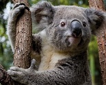 Currumbin Wildlife Sanctuary Gold Coast Aussie Koalas