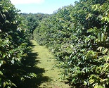 Mount Tamborine Coffee Plantation Boutique Estate