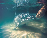 Tangalooma Dolphin Feeding - Brisbane Experiences
