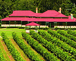 O'Reilly's Canungra Valley Vineyards under vine