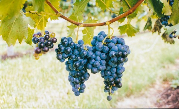 Vines laden with grapes