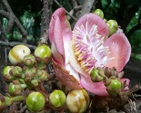 cairns-botanic-gardens-tropical-flora-flowers