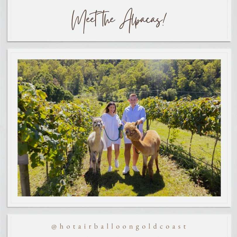 Meet the alpacas with Hot Air Balloon Gold Coast