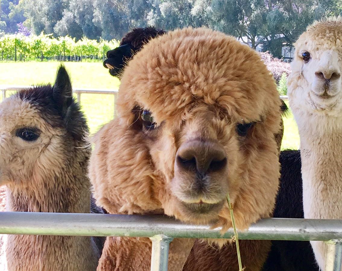 Oreillys alpacas 1