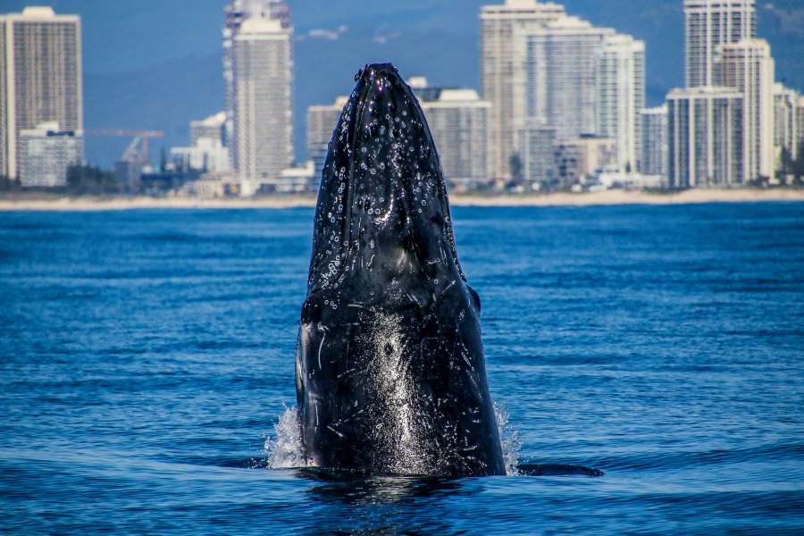 Sea World Cruises Whale Watching Surfers Paradise skyline