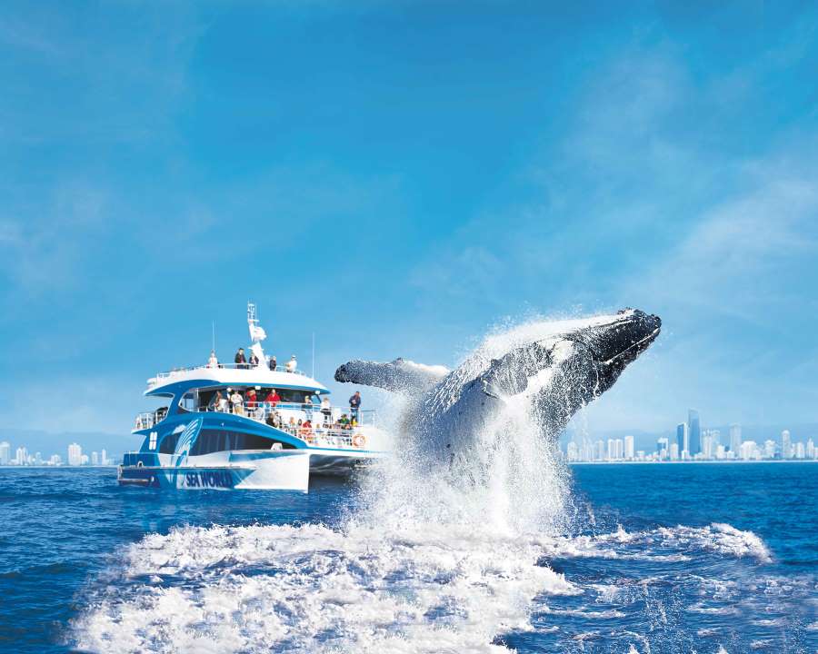 Sea World Cruises Whale Watching