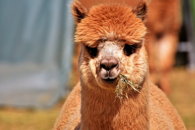alpaca eating grass
