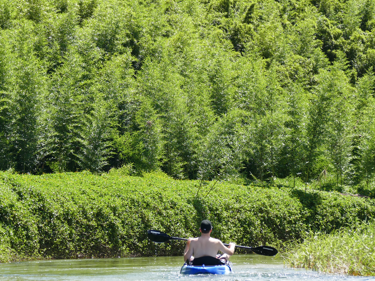 Babinda Kayak rainforest