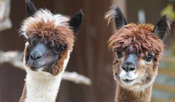 cute alpacas oreillys hot air balloon gold coast