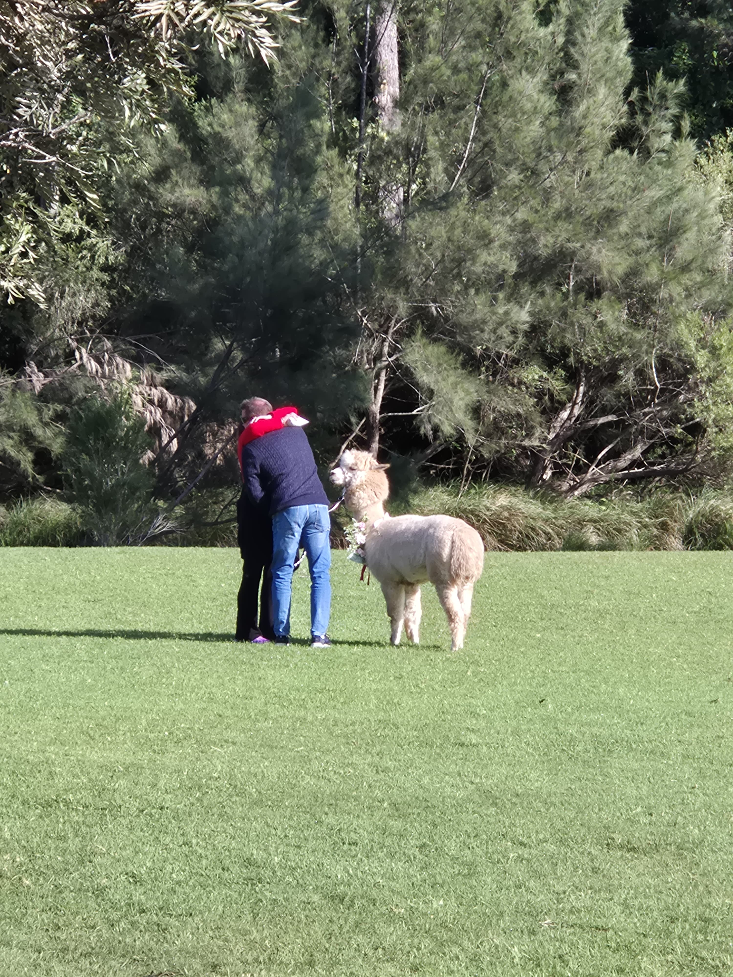 A moment they'll never forget — a proposal sealed with love, laughter, and a little help from Ernie the Alpaca. 💍🦙❤️ #LoveInTheAir #HotAirProposal #AlpacaRingBearer
