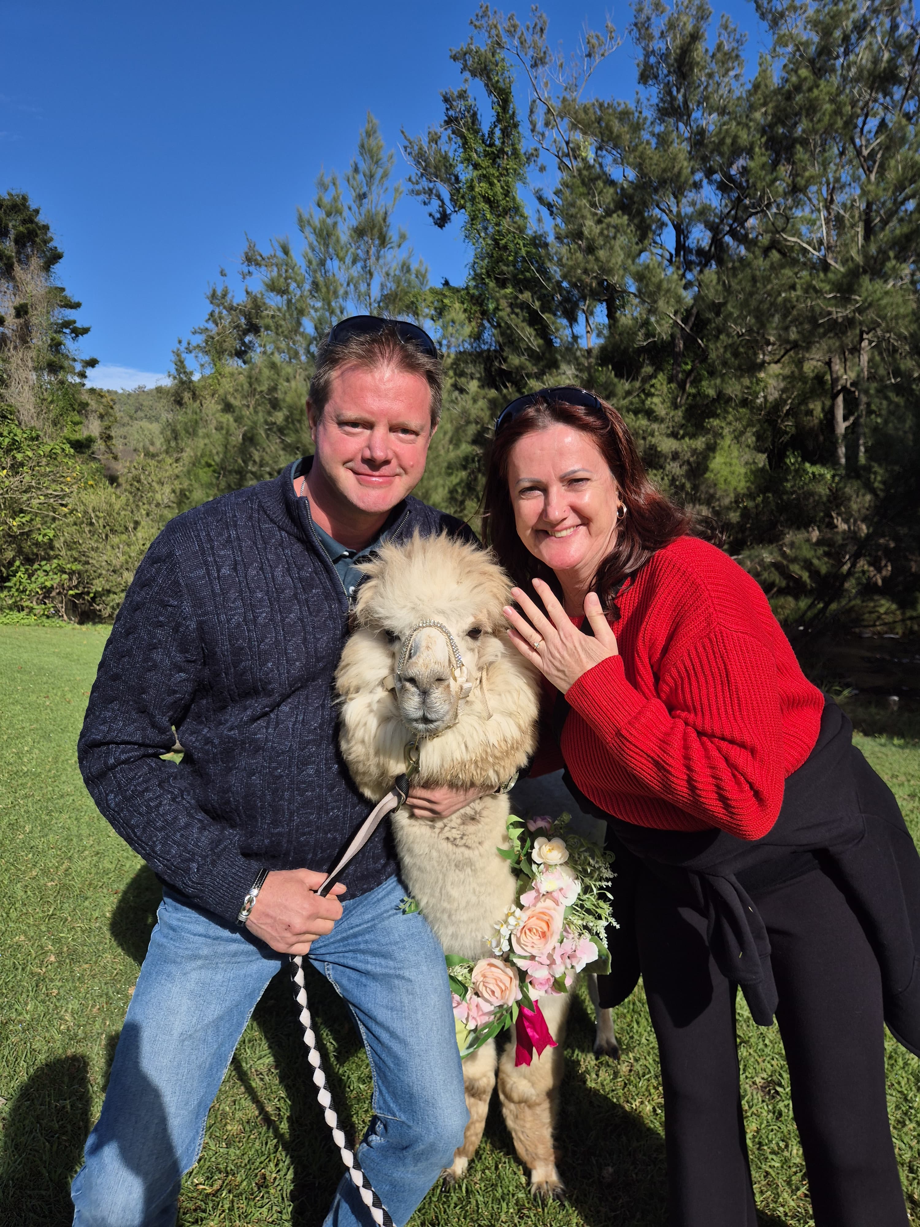 She said yes! 💍 With Ernie the Alpaca by their side, this proposal was full of love, laughter, and fluffy charm. 🦙❤️ #EngagedWithErnie #HotAirProposal #AlpacaLove