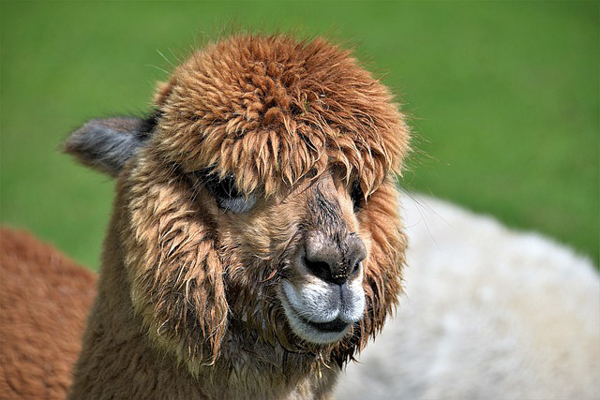 woolly looking alpaca at breakfast location with hot air balloon gold coast