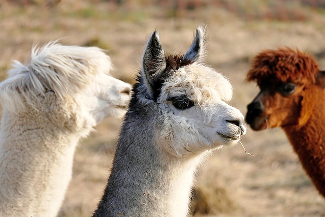 group of alpacas on guard