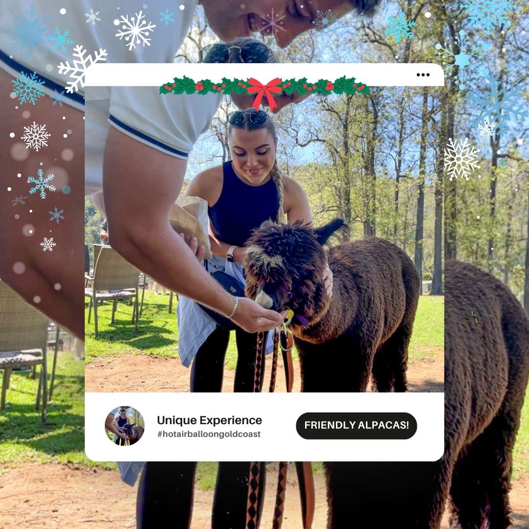 hot air balloon gold coast highlight meet the alpacas