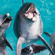 seaworld dolphins