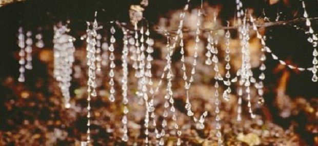 Scenic Hinterland Glowworms Night Tour.jpg