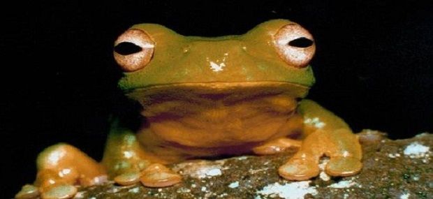 Scenic Hinterland Glowworms Tour.jpg