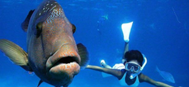 Great-Adventures-Great-Barrier-Reef-Cruise-to-Norman-Reef-Wally-The-Maori-Wrasse