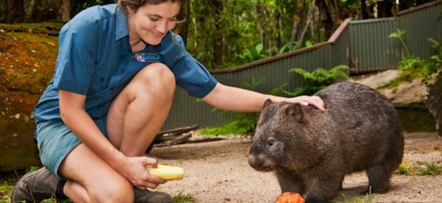 kuranda-austarlia-wombat