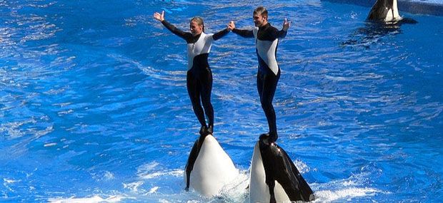 Gold-Coast-Sea-World-Whale-show