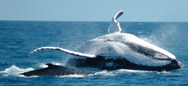 Whale-Watching-Gold-Coast-Whales-In-Paradise-Surfers-Paradise