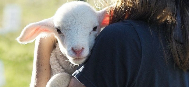 Tommerups School Holiday Accommodation