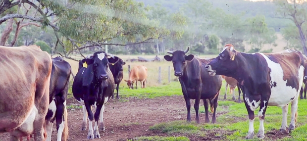 Tommerups Farm Stay Dairy Farm