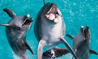 seaworld dolphins