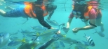 Gold-Coast-Things-To-Do-Boat-Cruising-Island-Snorkelling
