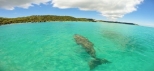 dugong