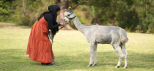 Making friends with the alpacas at Mountview Alpaca Farm