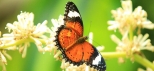 Australian-Butterfly-Sanctuary