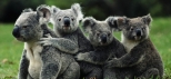 koala-gardens-kuranda.jpg