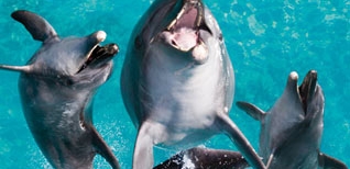 seaworld dolphins