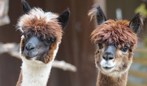 two cute alpacas at oreillys with hot air balloon gold coast