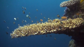 The Great Barrier Reef Marine Park Authority's Visit the Reef video