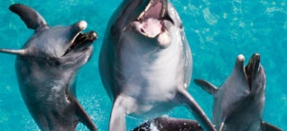 seaworld dolphins