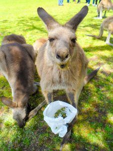 Australia Zoo Queensland