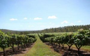 mango-trees-cairns-queensland-australia