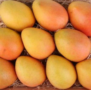 mangoes-cairns-queensland-australia